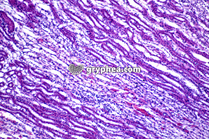 Rein de Rat x40 - gryphea.com